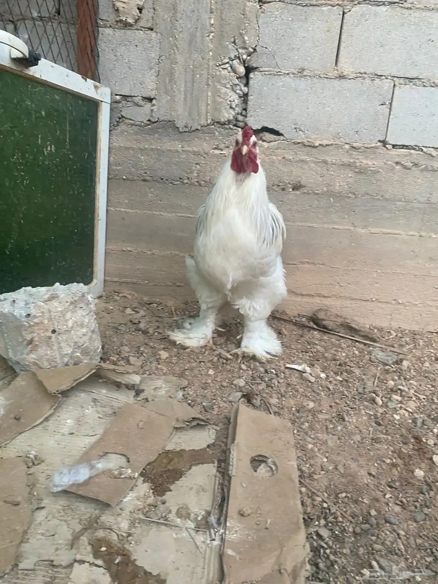 ديك براهمه 1