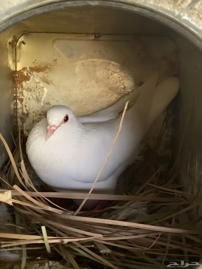 حمام فرنسي منتج شرط 3