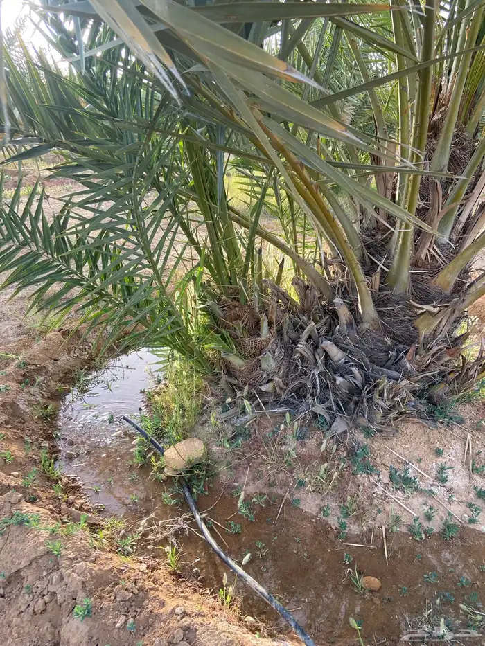 فروخ فسائل نخل اخلاص 3