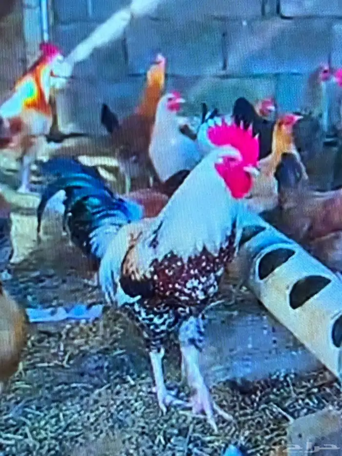 دجاج بلدي أو عربي اصيل 1