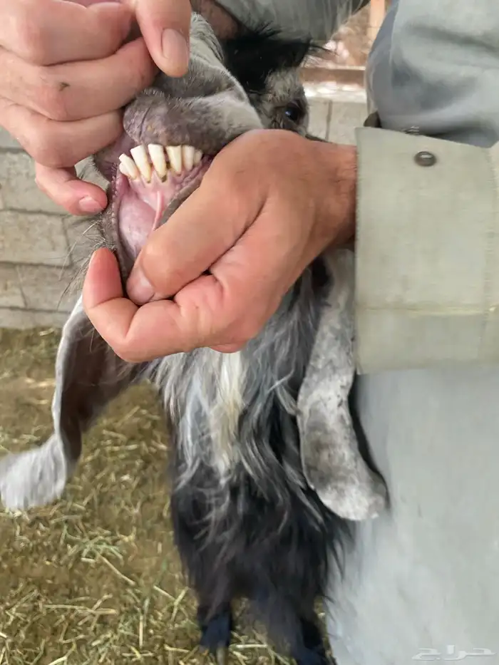 فحل عارضي معرف جرمه عالي 5