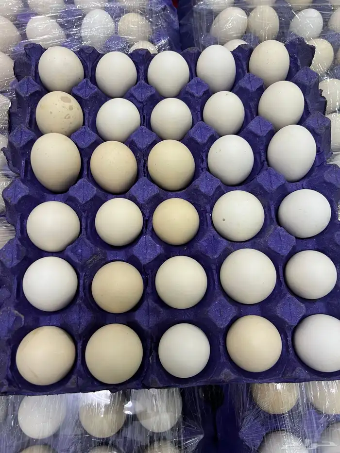 بيض بلدي طازج 2