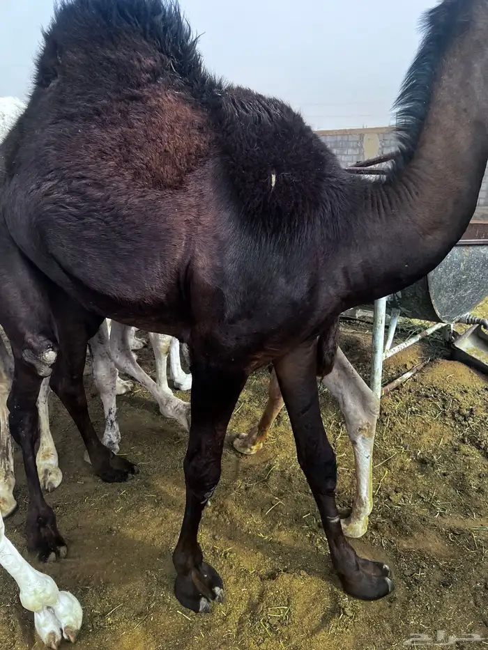 قعدان بلدي 4