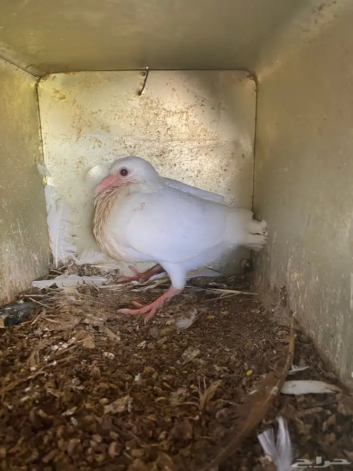 حمام فرنسي منتج شرط 1