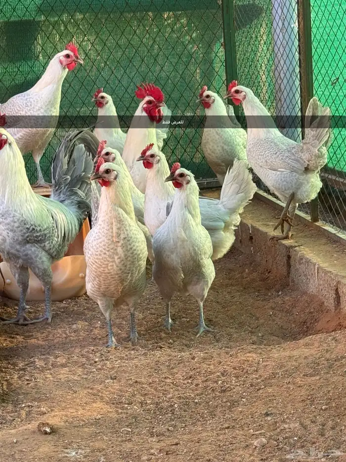 صوص فيومي ألمنيوم 0