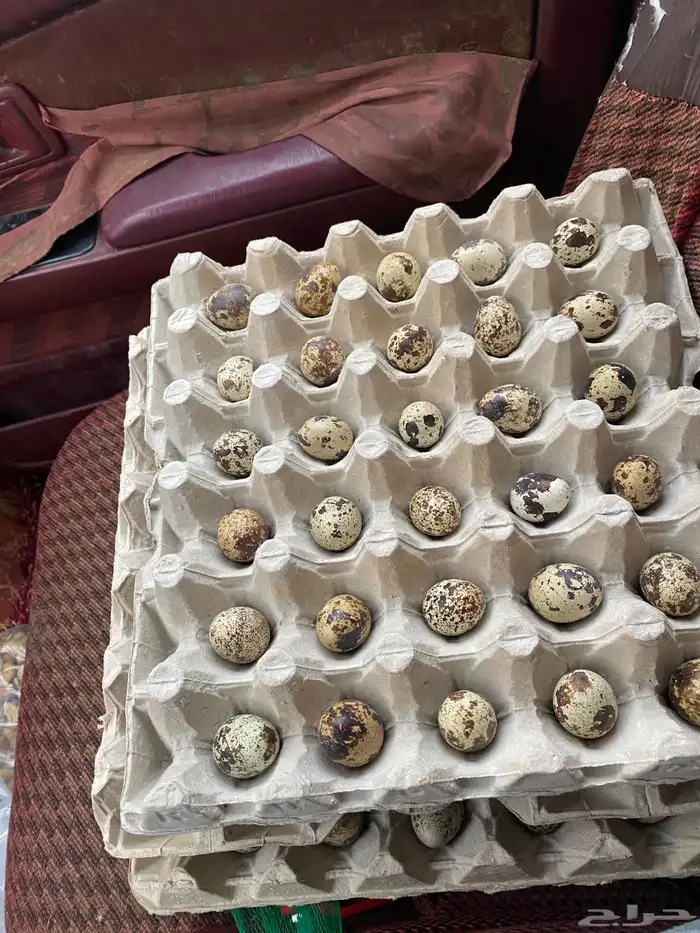 بيض سمان الموقع بريدة 0