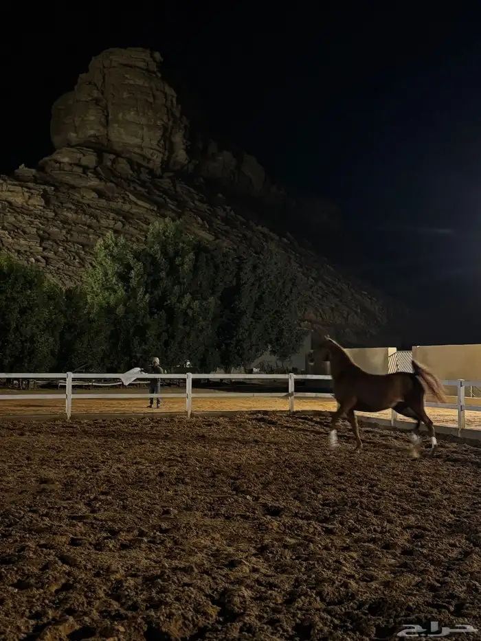 ايواء خيل بالرياض قريب ديراب 5