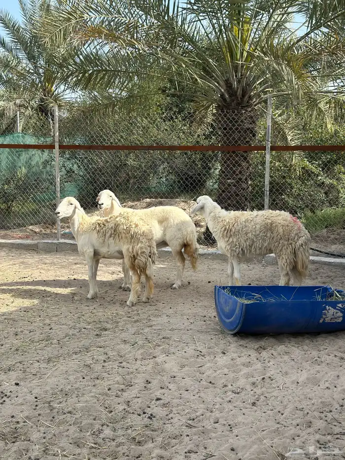 حريات للبيع حرش الجملة 0
