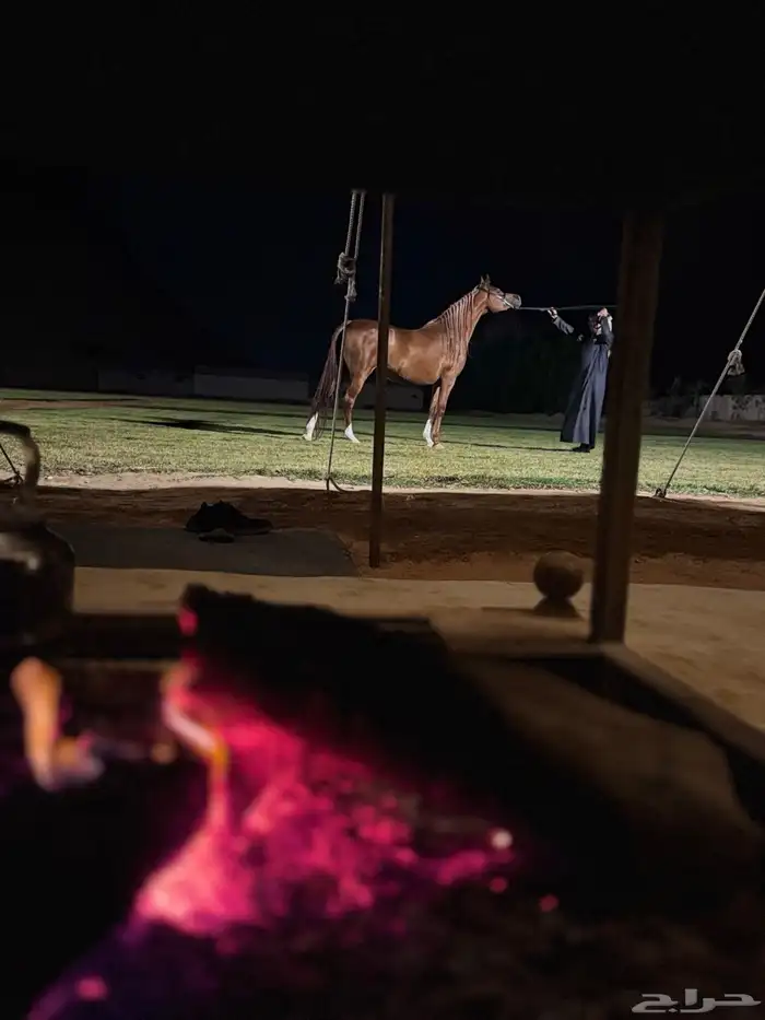 ايواء خيل بالرياض قريب ديراب 6