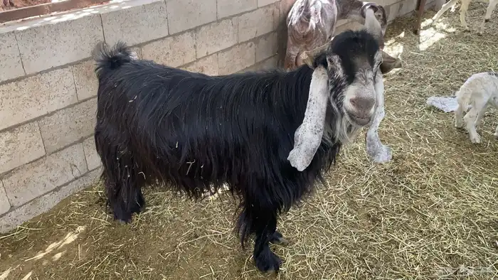 فحل عارضي معرف جرمه عالي 1