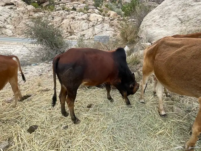ثور بلدي فحل مشروط 6