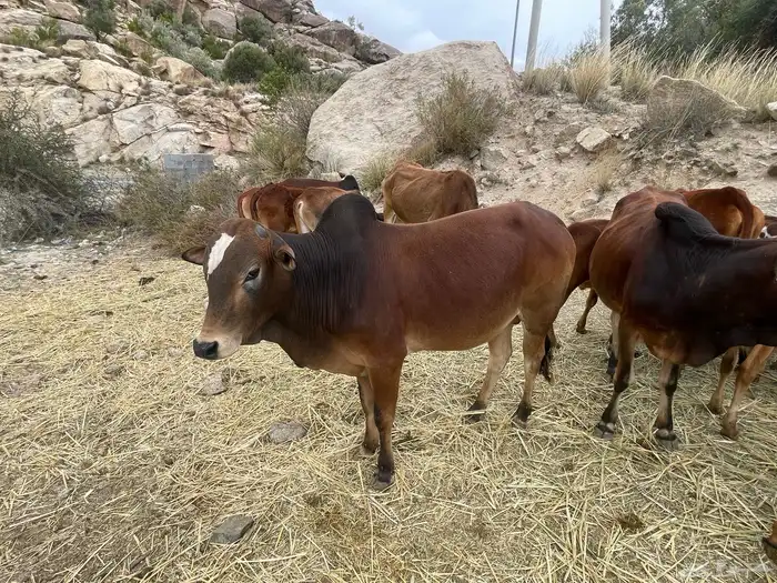 ثور بلدي فحل مشروط 2