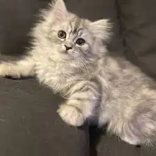 فندقة قطط عروض حصريه ومميزه 2