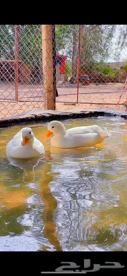 بط صيني قزمي بيور منتج 1