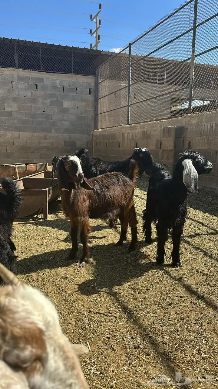 تيوس عارضي 3