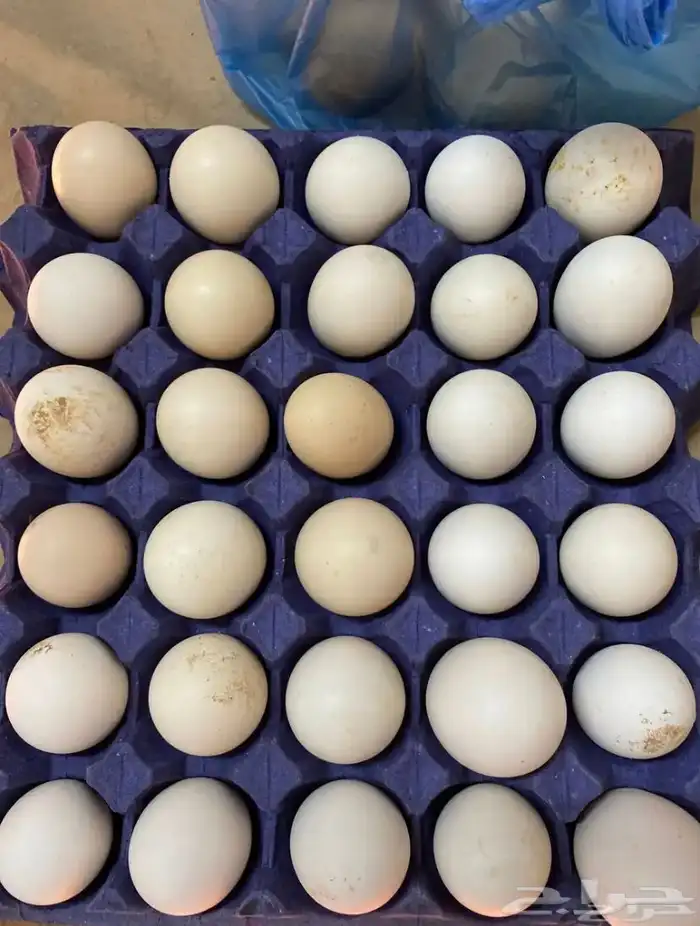 بيض دجاج فرنسي كولومبي مخصب 0