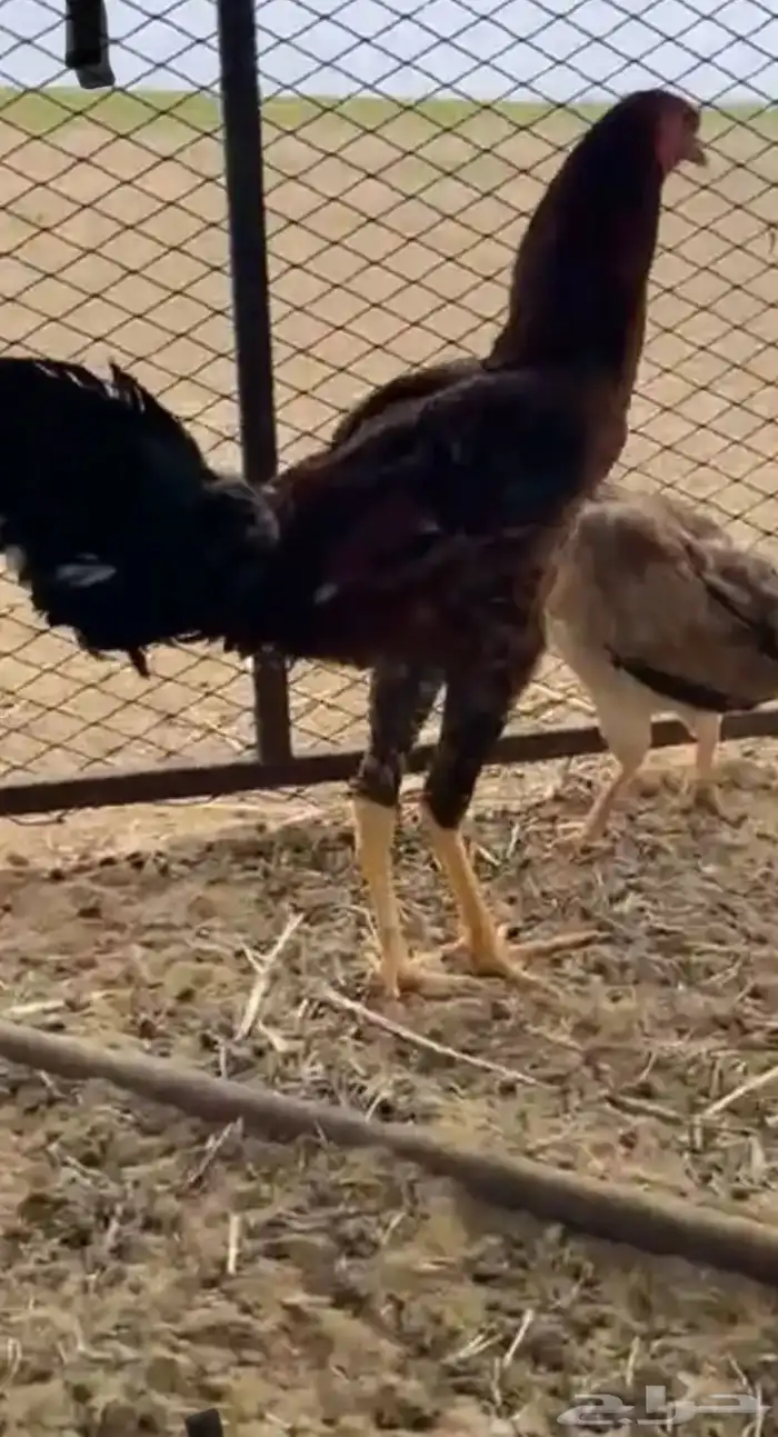 ديك باكستاني العمر 5شهور 1