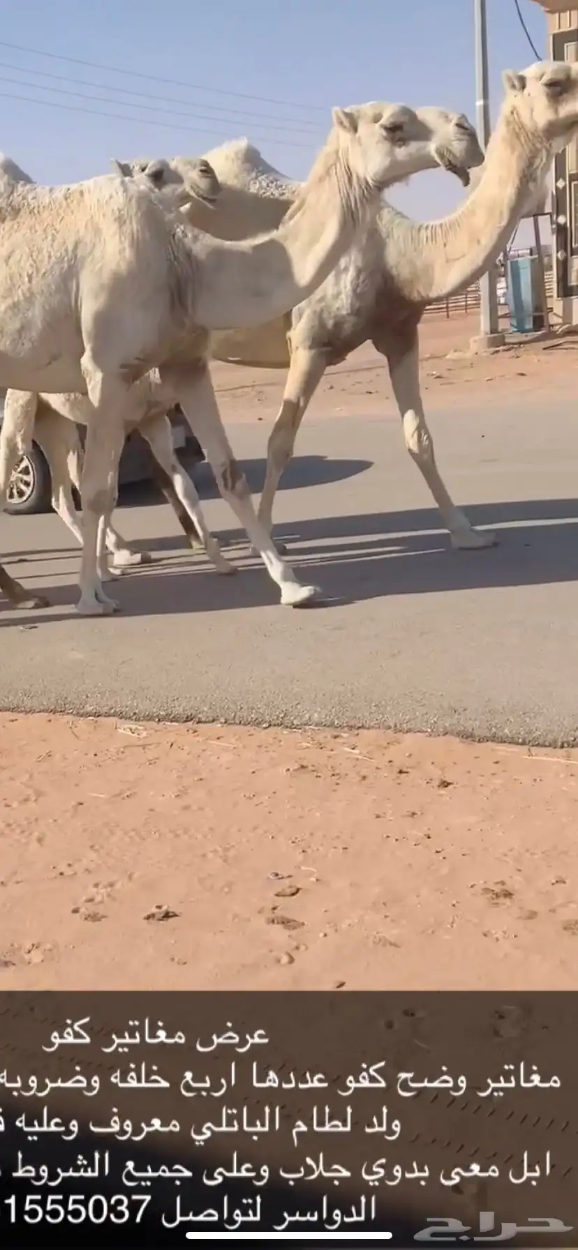 وضح ابل بدوي بياع 2