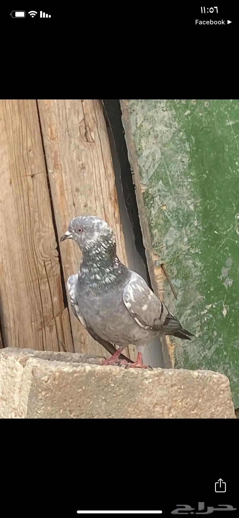 حمام باكستان شينا 0