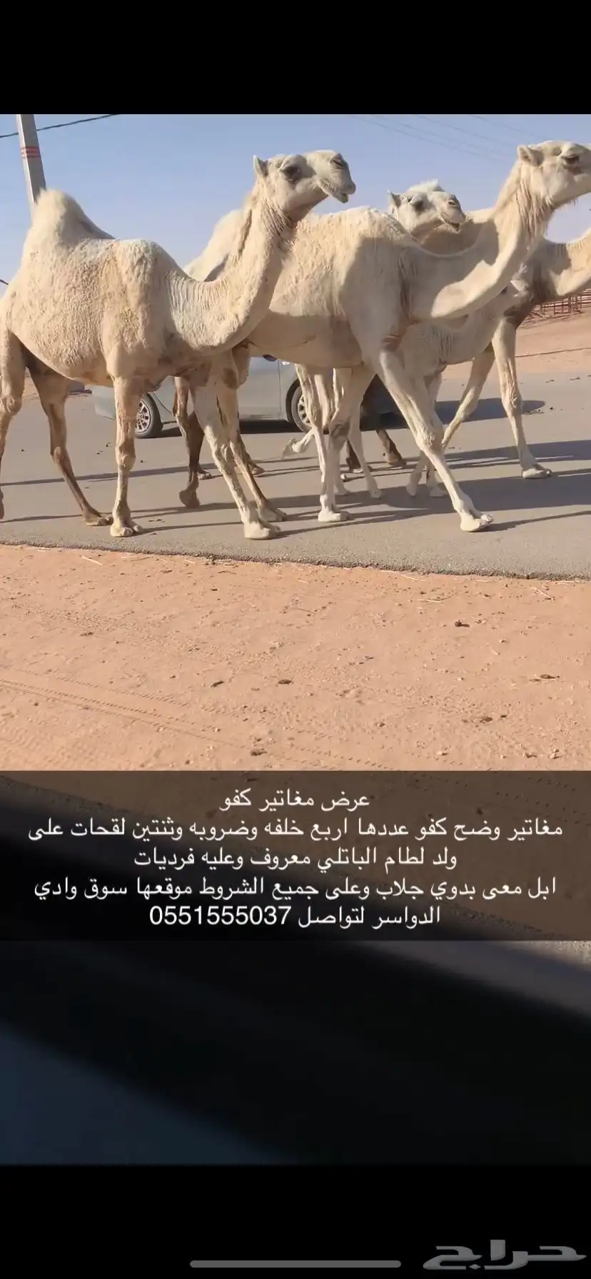 وضح ابل بدوي بياع 0