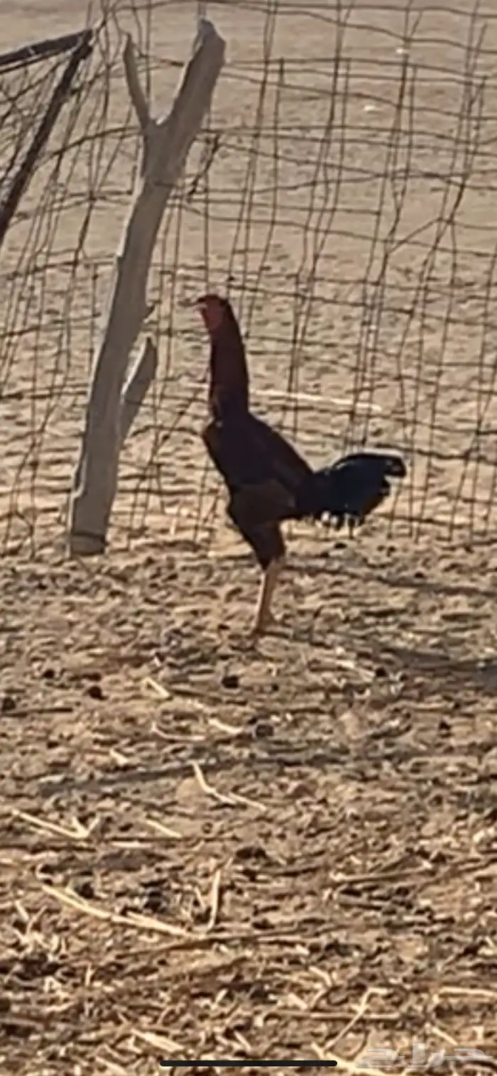 ديك باكستاني العمر 5شهور 0