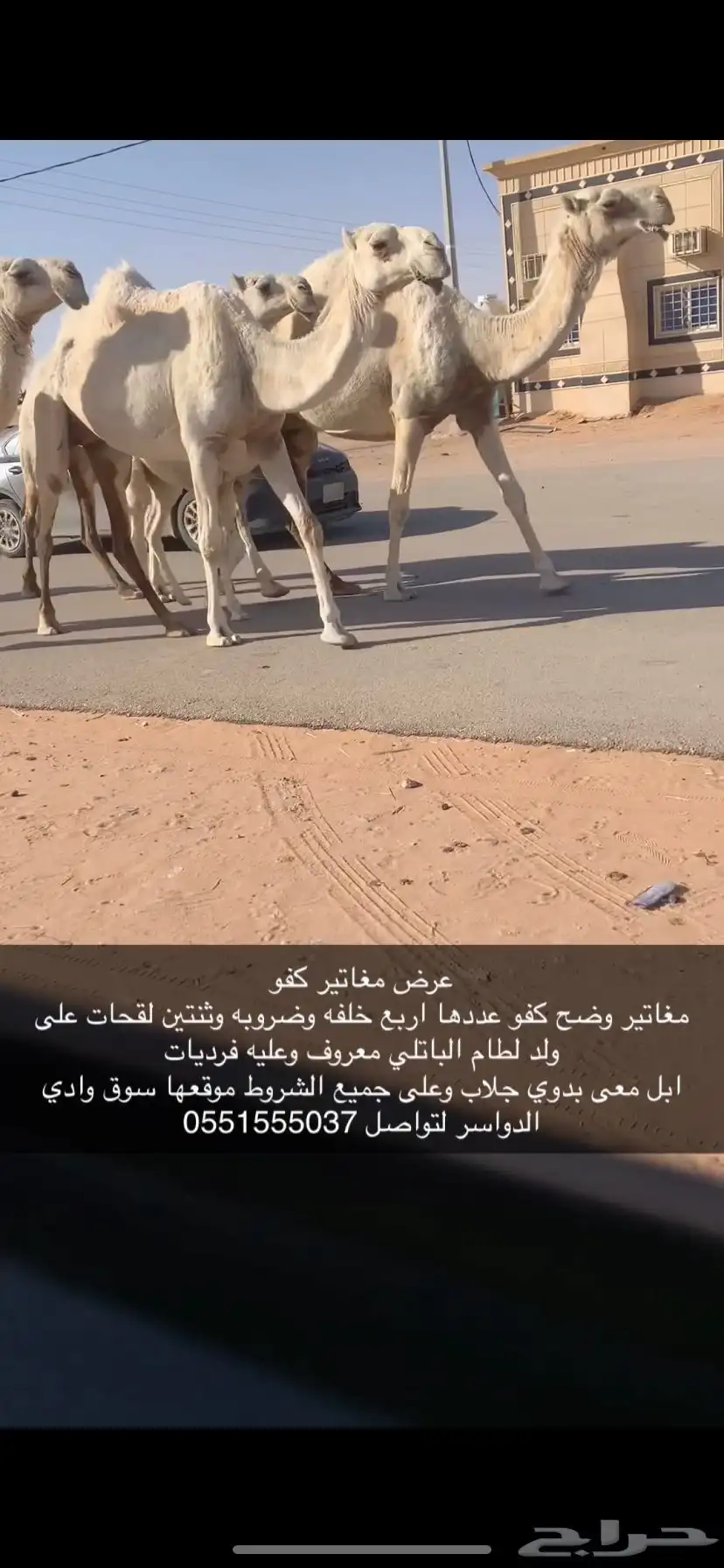 وضح ابل بدوي بياع 3