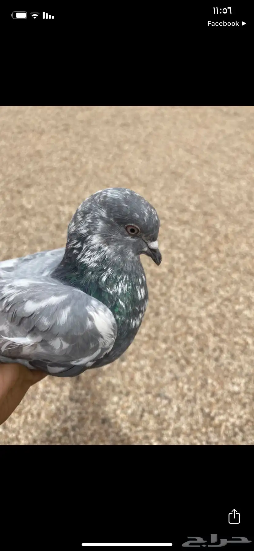 حمام باكستان شينا 1