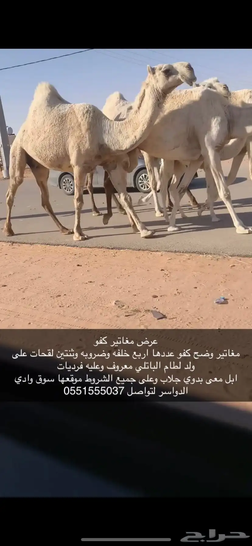 وضح ابل بدوي بياع 1