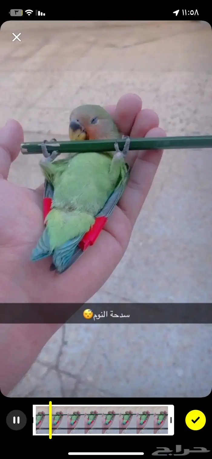 فرخ روز نهاية فطام (تم البيع الله يبارك) 4