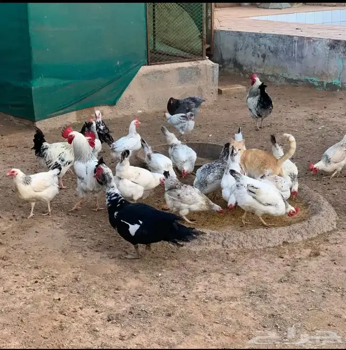 بيض دجاج فرنسي كولومبي مخصب 1