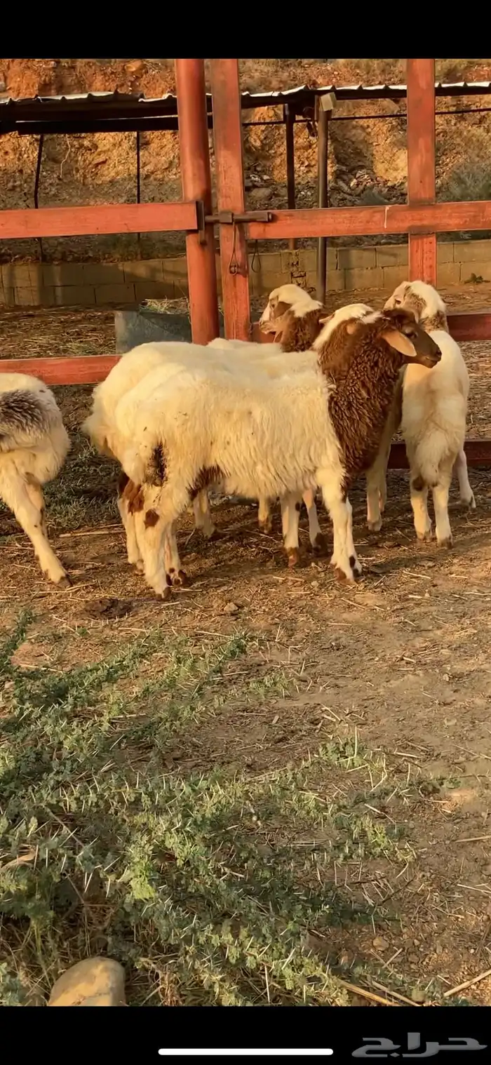 طليان ورخال نعيمي 2