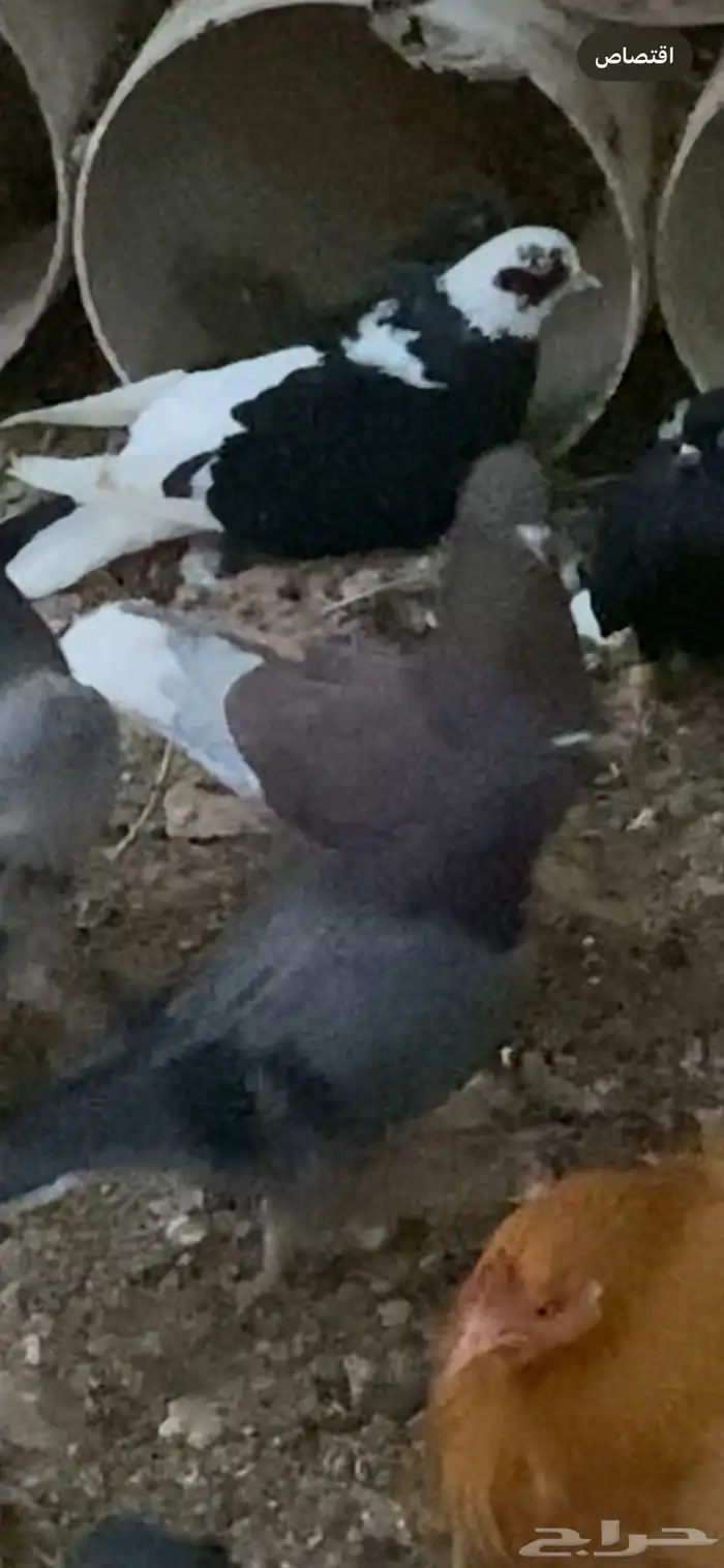 حمام قطيفي قلابي 1