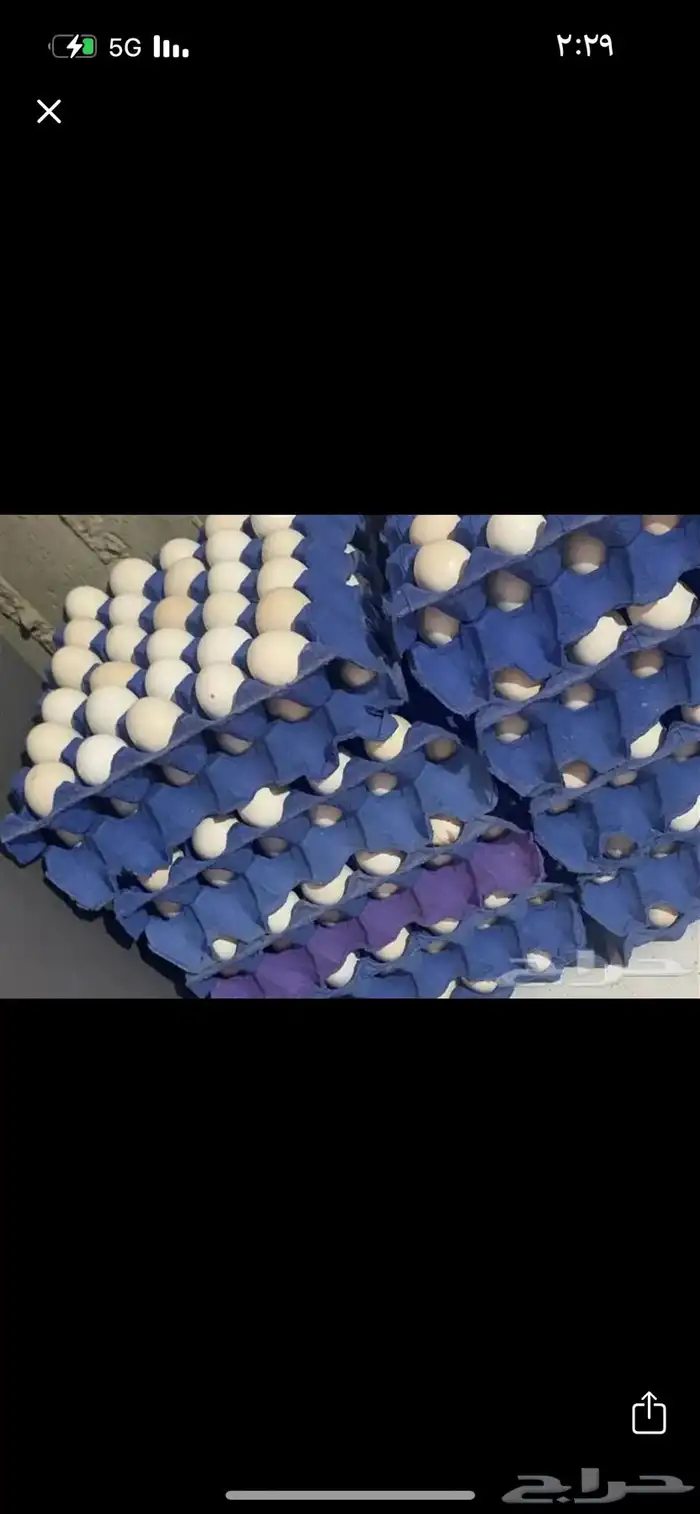 بيض بلدي 0