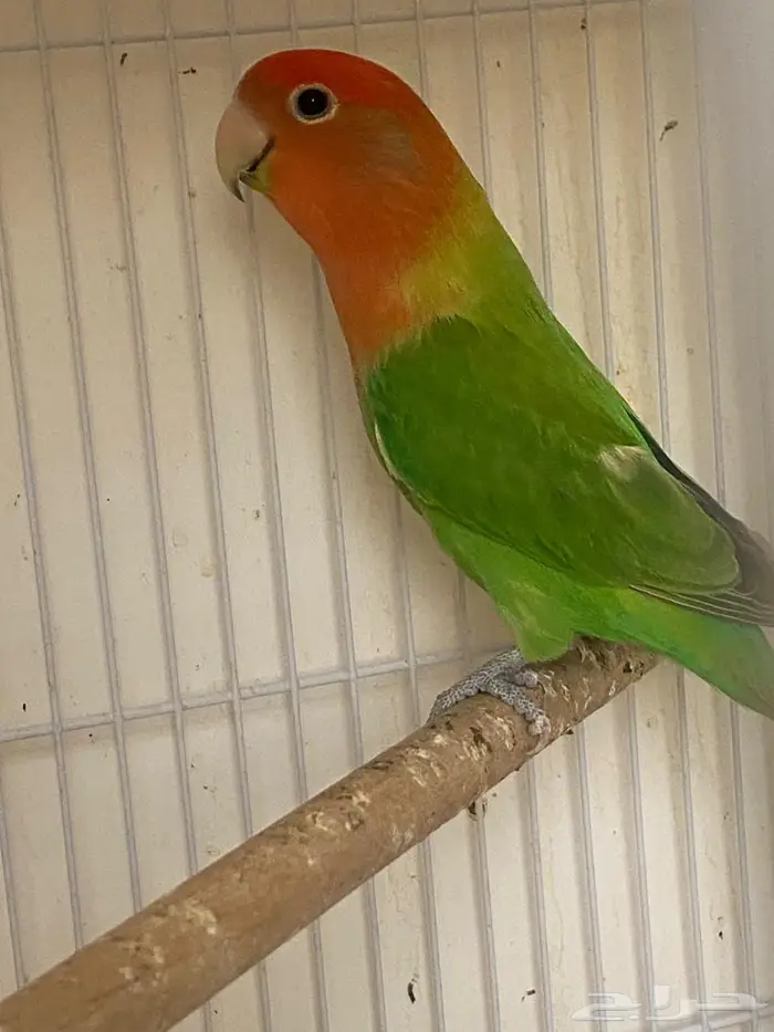 روز للبيع 2