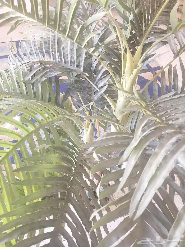 شجرة زينة و ديكور مستعملة 3