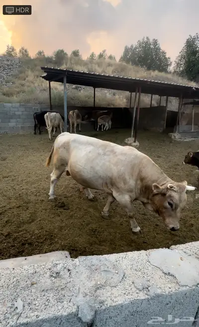 ثورين الماني للبيع 0