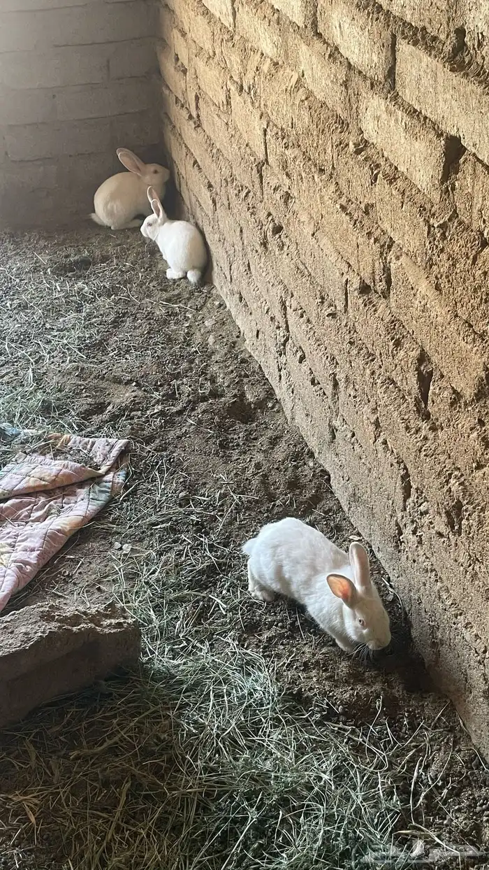 ارانب 2 ذكر و 5 أنث أنثي 0