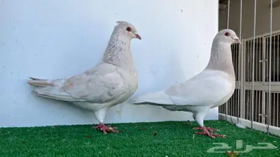 جوز هجين لون جميل 2