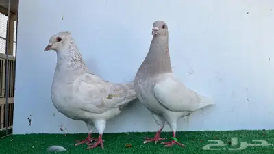 جوز هجين لون جميل 1