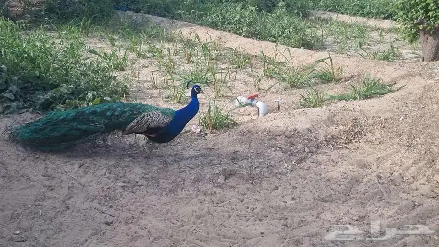 طاووس 2