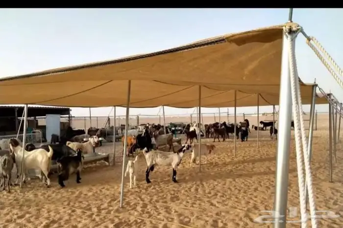 مظلات غنم غرف خشب مظلات ابل 2