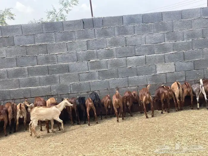 ذبايح مرابي عسير 8