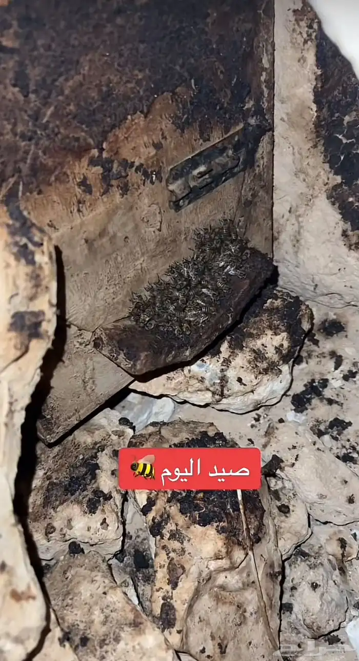 جاذب خلايا النحل مجرب ومضمون 3
