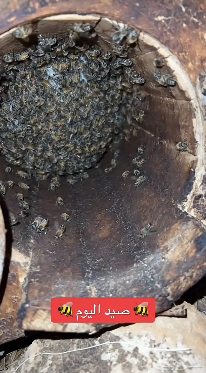 جاذب خلايا النحل مجرب ومضمون 2