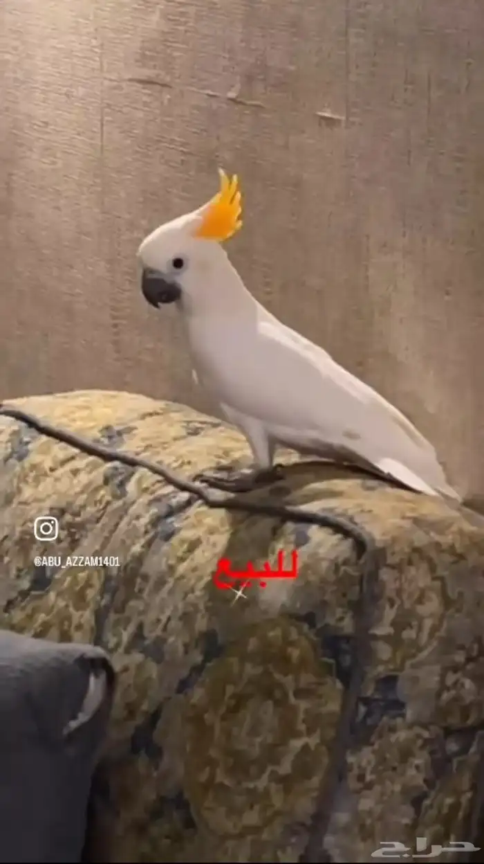 كوكاتو سترون أبو عرف برتقالي ( المنقاوي ) النادر (تم البيع) 3
