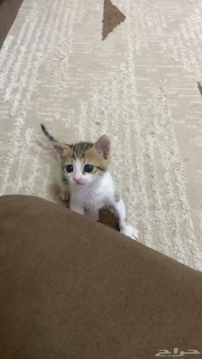 قط كيتن اقل من شهر للتبني 0