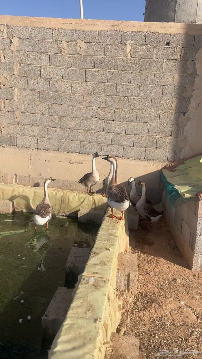 وز عراقي للبيع 0