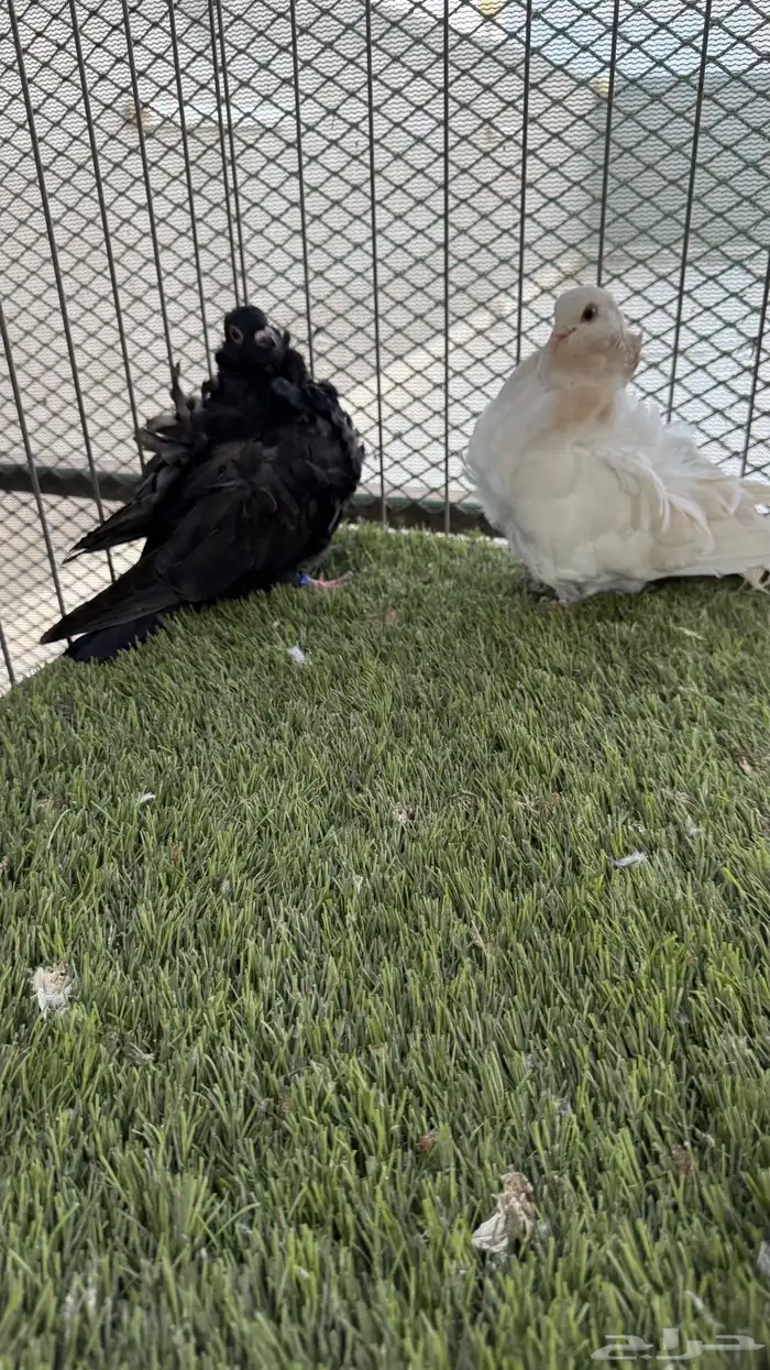 كيشكي ليمون وحامل رديوس 6