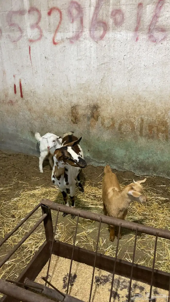 عنز جنوبيه عليها تيسين كبار 2