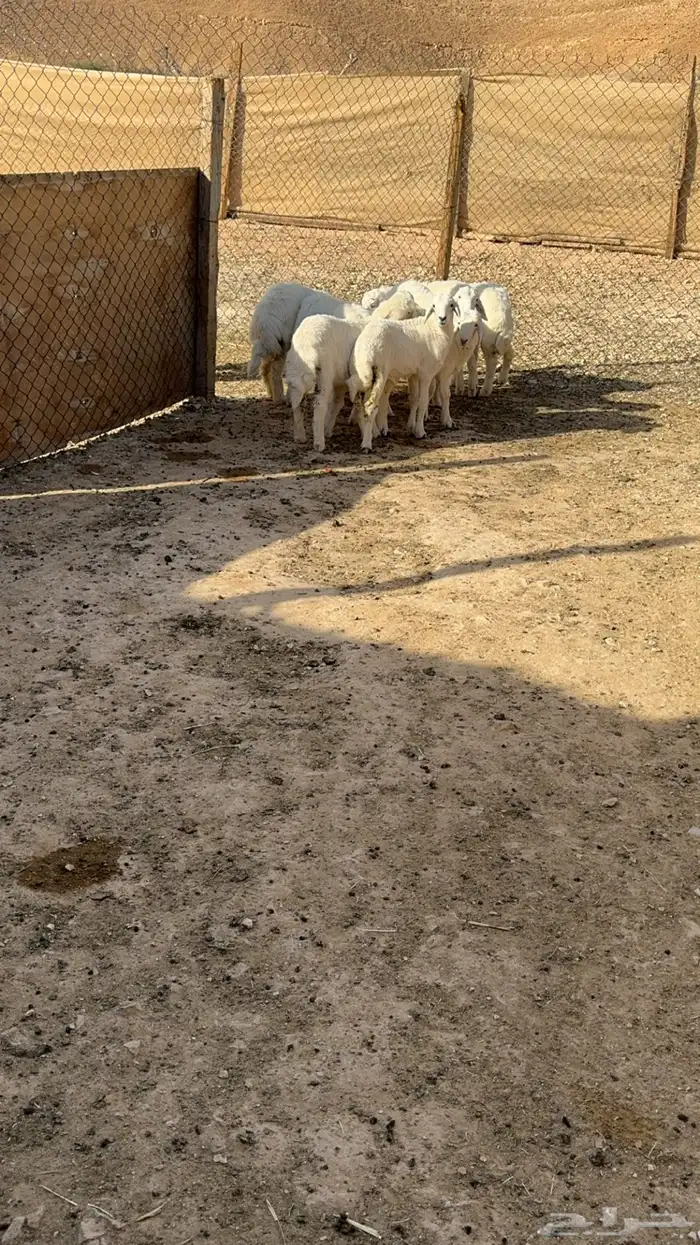 حريات وجنوبيه 0